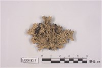 藏品(雪花衣屬)的圖片